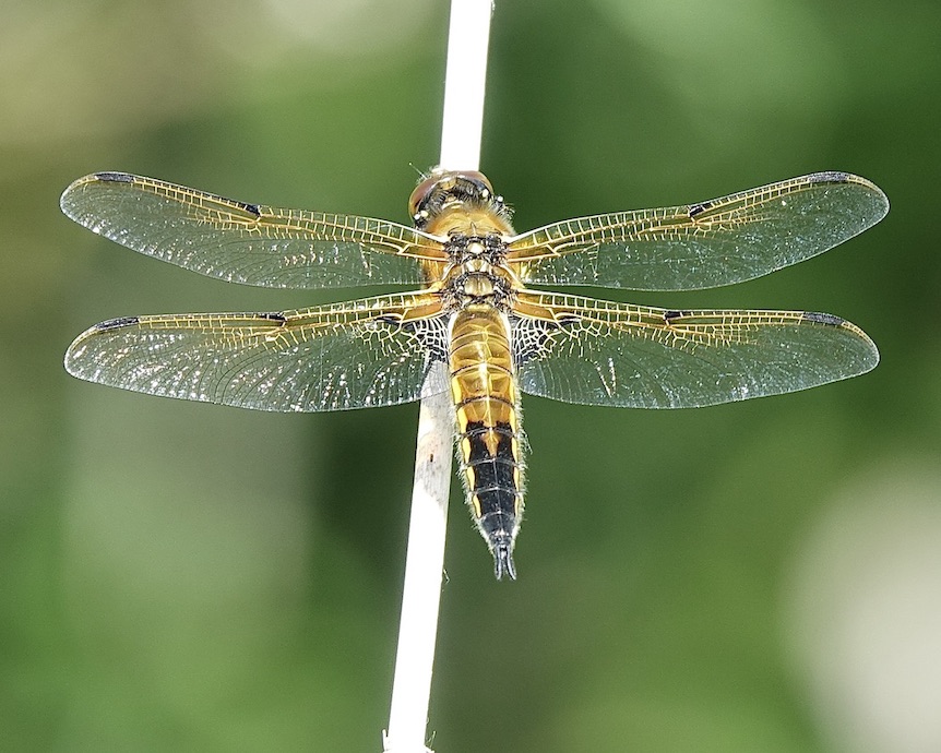 four-spotted chaser